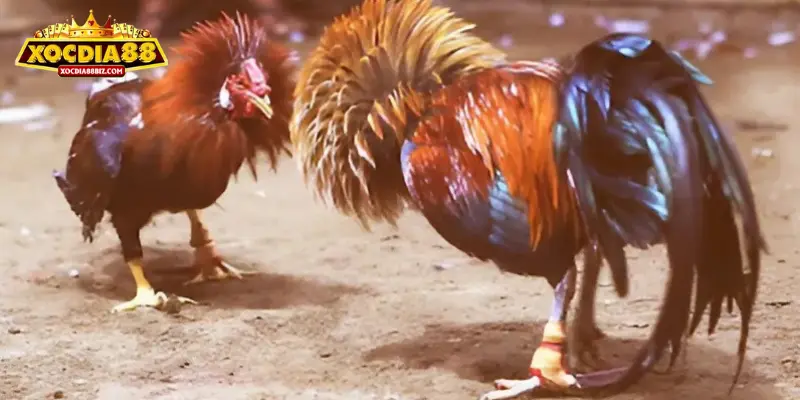 Tìm hiểu về hình thức đá gà cựa sắt