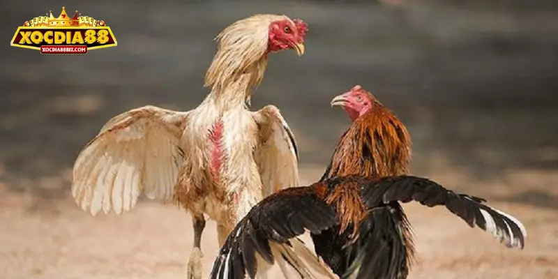 Chơi đá gà ở nhà cái Đá Gà Thomo vô cùng an toàn