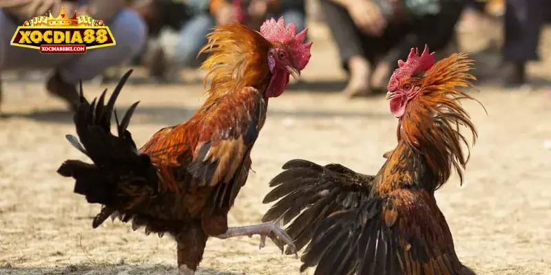 Nghiên cứu kỹ lưỡng về luật chơi chọi gà có cựa sắt