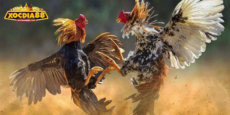 Luật chơi đặc biệt trong Đá gà Thomo