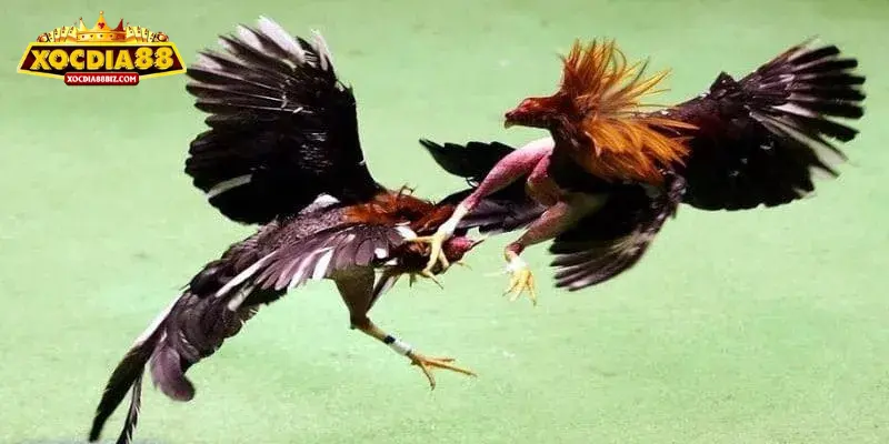 Đá gà XOCDIA88 có đặc điểm như thế nào?