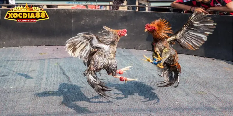 Đá gà XOCDIA88 có nhiều đặc sắc đáng để tham gia 