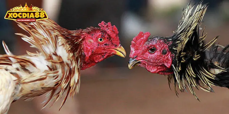 Trải nghiệm độc đáo với trực tiếp các trận đá gà kinh điển 