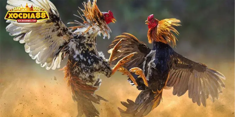 Các ưu đãi hấp dẫn dành cho người chơi tại đá gà XOCDIA88