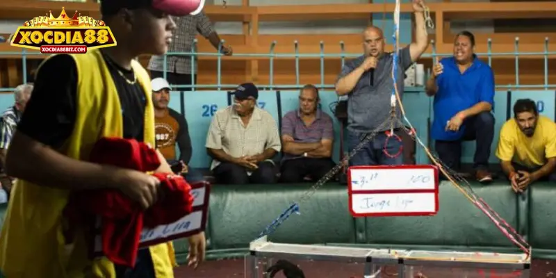 Kinh nghiệm cược gà đá trực tuyến là gì?