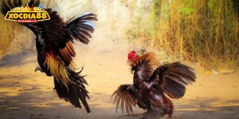 Mách sư kê kinh nghiệm cược gà đá chuẩn nhất 100%