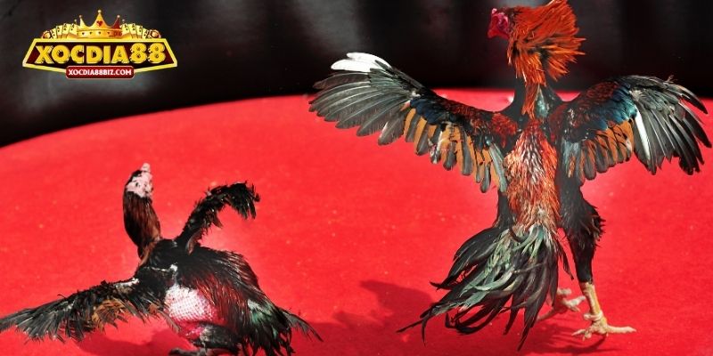 Chọi gà C1 là hình thức chọi kê chuyên nghiệp