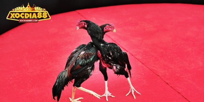 3 điểm đặc biệt của đá gà C1