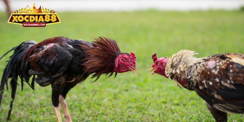 Đá gà đòn là kiểu cược chọi kê được ưa chuộng