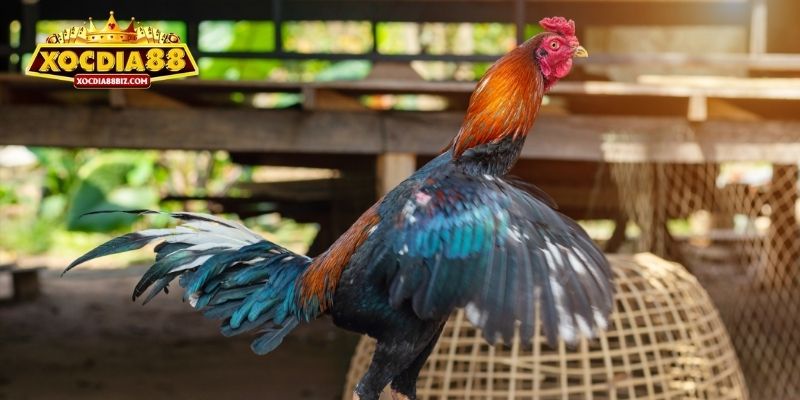 3 giống gà đá đòn phổ biến