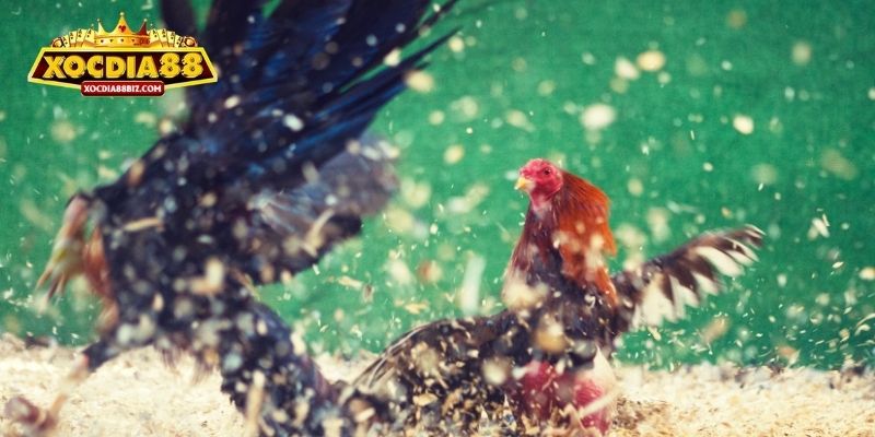 Luật đấu gà chi tiết từ các quy tắc cơ bản