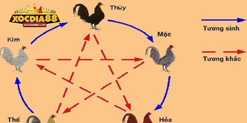 Màu mạng gà là yếu tố quan trọng được người chơi quan tâm