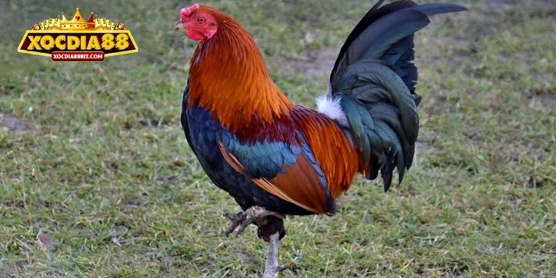 Ngũ hành tương ứng với 5 màu lông gà