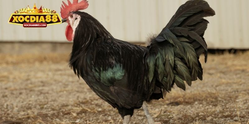 3 bước xem màu mạng gà chi tiết