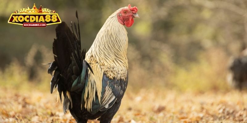 3 mẹo xác định màu mạng hiệu quả